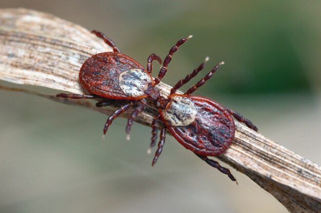 Ixodes-mijten kussen buiten op een droog gras in de lentemacro