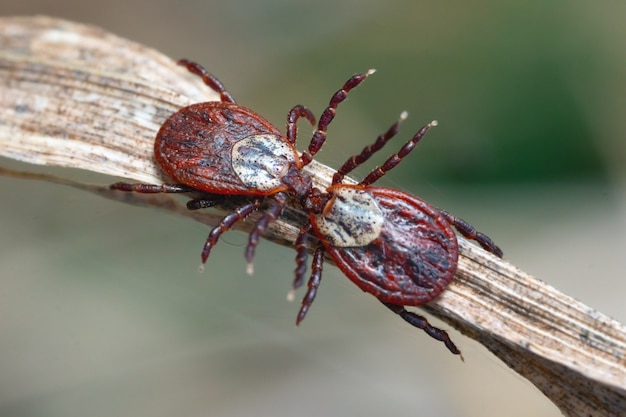 Ixodes mites are kissing on a dry grass outdoors in spring macro