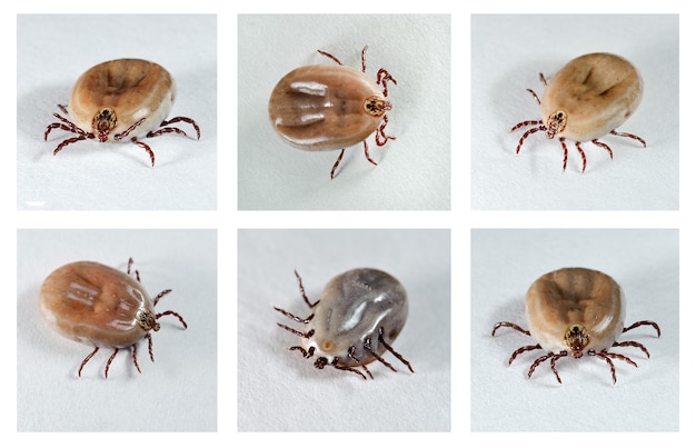 Ixodes ricinus. Dog ticks (female) from different angles. Carrier of disease.