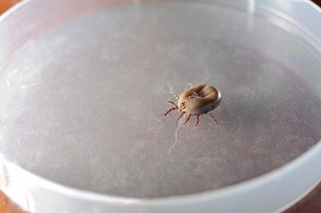 Ixodes ricinus. Dog ticks (female) recovered from the dog's coat. Veterinary laboratory.