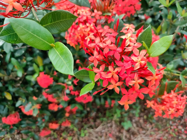 Ixora или также известный как Bunga Soka - род цветущих растений из семейства Rubiaceae