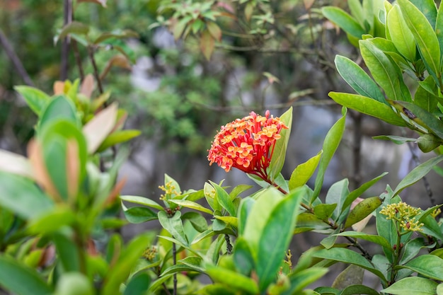 Ixora-bloem aan de boom met bladeren in een botanische tuin