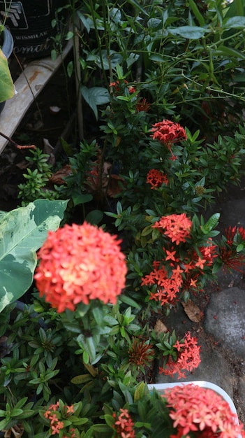 Ixora chinensis, algemeen bekend als Chinese ixora, is een plantensoort van het geslacht Ixora