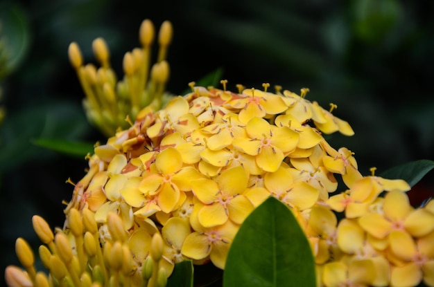 공원의 Ixora chinensis 꽃