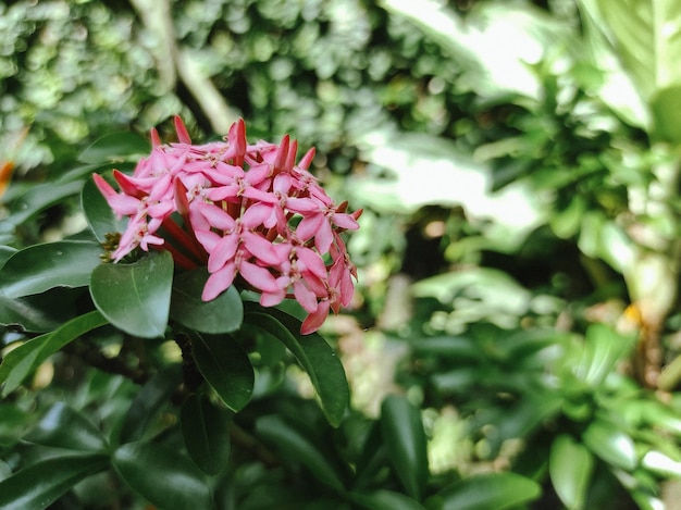 Ixora chinensis is blooming Beautiful pink petals with greeneries background