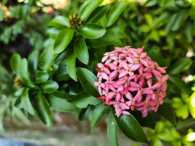 Ixora chinensis is blooming Beautiful pink petals with greeneries background