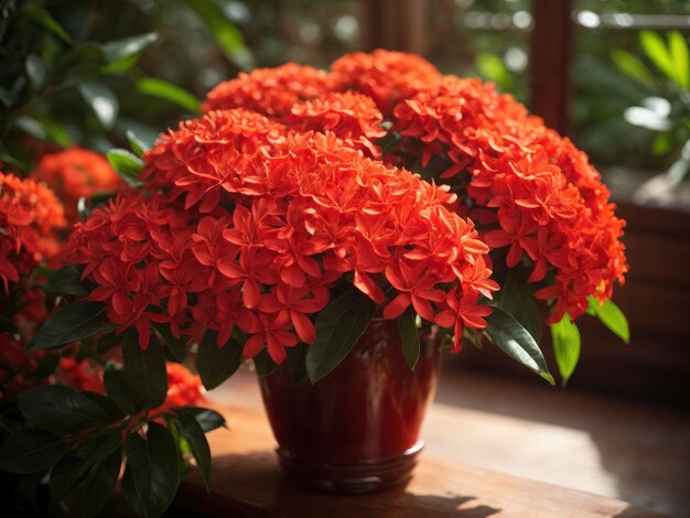 ixora coccinea красные цветы