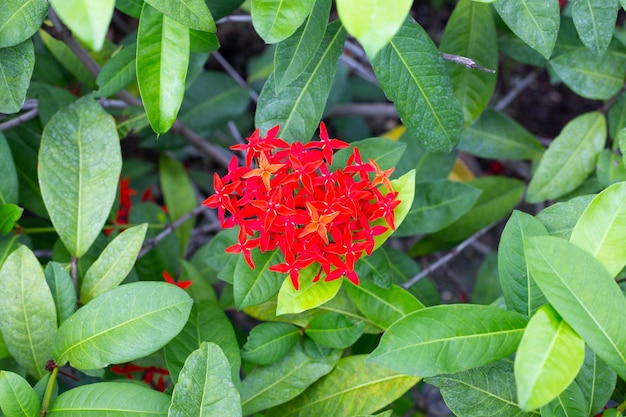 庭のイクソラの花