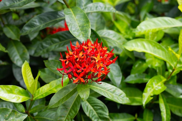 Ixora flower in the garden