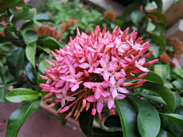 Photo ixora flower plant