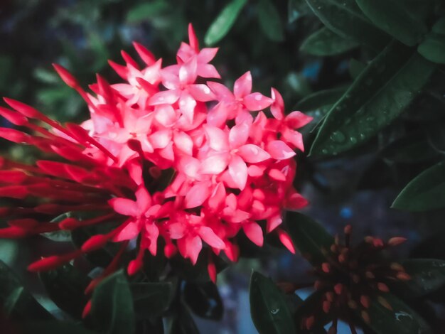 Ixora flowers among green leaves and garden background