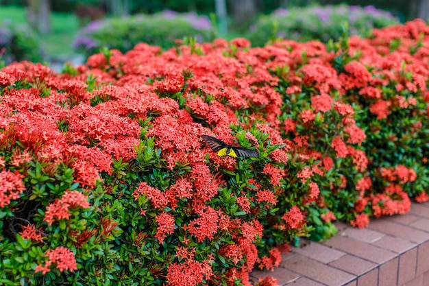 Ixora met vlinders