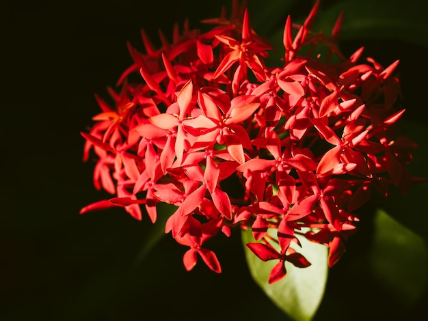 Ixora red beautiful flower abstract love or valentine holiday event background