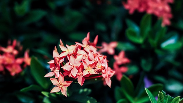 Ixora rode bloem bloeit in de lente zomertijd