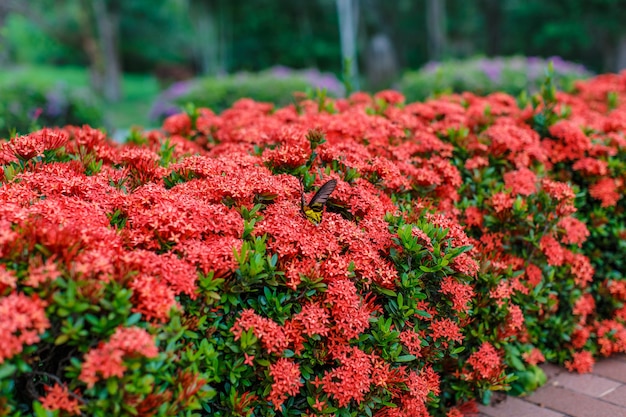 Ixora with butterflies