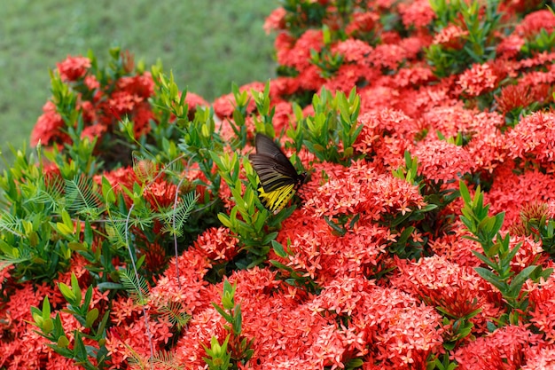 Ixora with butterflies