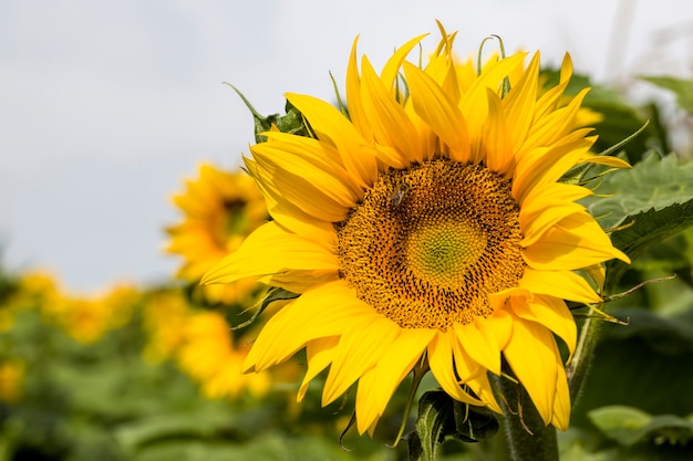 Jaarlijkse zonnebloem met gele bloemblaadjes op een landbouwgebied, close-up van zonnige bloemen