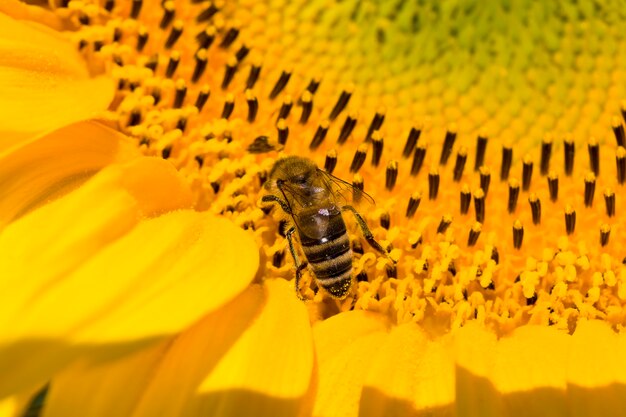 Jaarlijkse zonnebloem met gele bloemblaadjes op een landbouwgebied