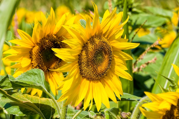 jaarlijkse zonnebloemen