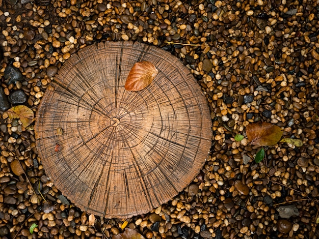 Foto jaarring getextureerd van houtboom leeftijd over plantengroei binnen zwart grind