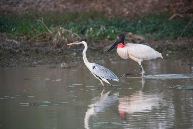 Jabiru and Cocoi Heron Pantanal Brazil