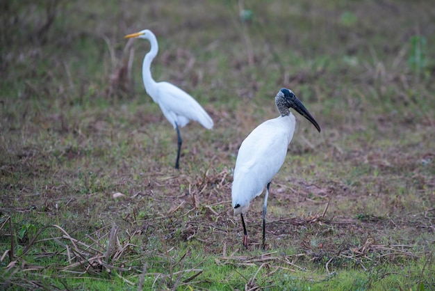 습지 환경의 자비루 Jabiru mycteria Pantanal Mato Grosso 브라질