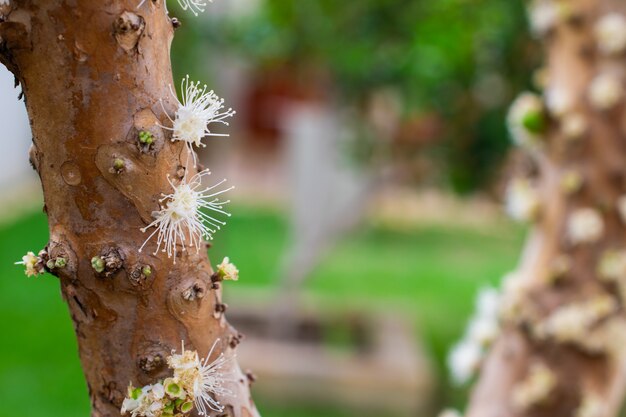 Jaboticaba che fiorisce sull'albero. jabuticaba è l'uva autoctona brasiliana.