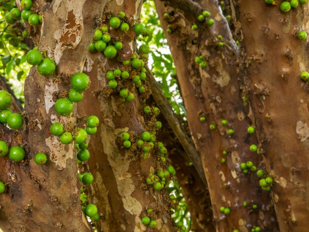 Jaboticaba boom met veel groen fruit