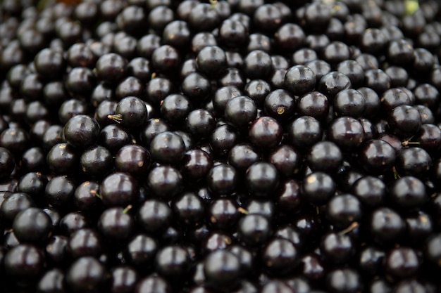 Foto jaboticaba, inheemse druif uit bazil