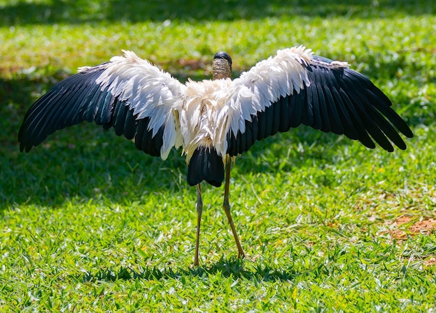 写真 乾燥した頭を持つジャブルーの鳥トゥイウイが選択的に焦点を当てて山脈を横に歩いています