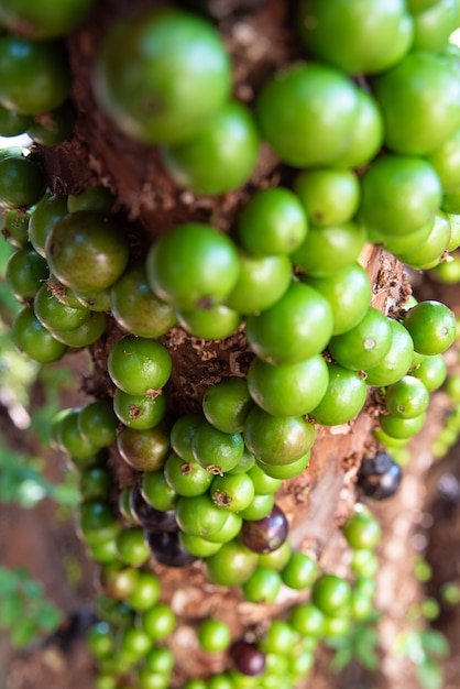 Jabuticaba, красивые детали дерева jabuticaba, нагруженные еще зелеными фруктами, естественный свет, выборочный фокус.