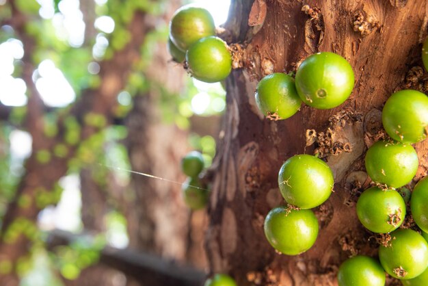 Jabuticaba, красивые детали дерева jabuticaba, нагруженные еще зелеными фруктами, естественный свет, выборочный фокус.