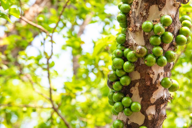 Jabuticaba, beautiful details of a jabuticaba tree loaded with still green fruits, natural light, selective focus.