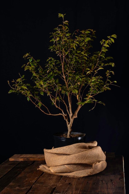 Jabuticaba boom in een pot voorbereiding voor bonsai