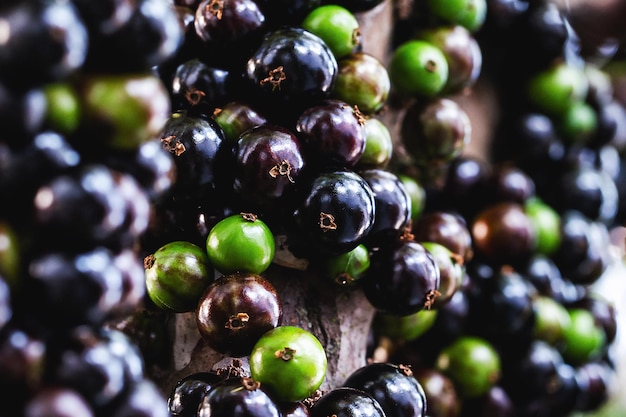 jabuticaba or jaboticaba is the fruit of the jaboticabeira or jabuticabeira a Brazilian fruit tree from the myrtaceae family native to the Atlantic Forest