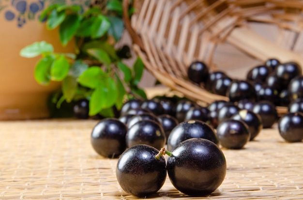 Jabuticaba, Jabuticabas freshly harvested and not yet washed in details on a straw mat, selective focus.