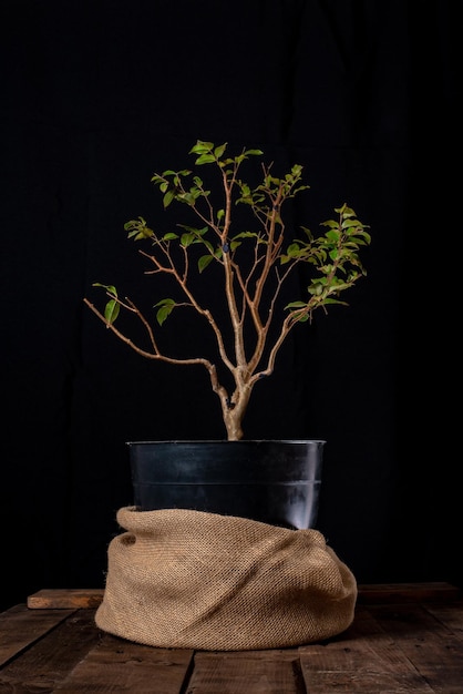 Jabuticaba tree in a pot  preparation for bonsai