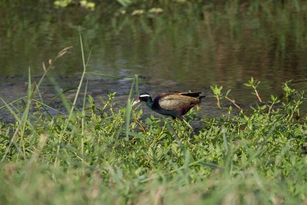 Jacana-vogel met bronzen vleugels, wandelen in de natuur