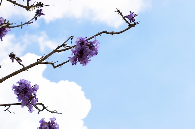 Jacaranda-bloemen zijn op blauwe hemel