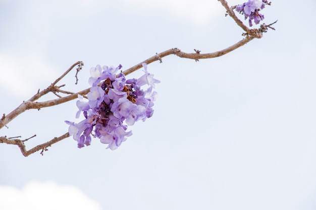 Jacaranda flower