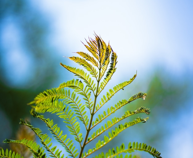 Photo jacaranda leaf on blurred background