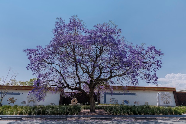 Jacaranda tree along the street in the second section of Chapultepec