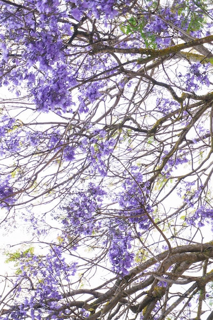 Jacaranda tree branches with large purple flowers