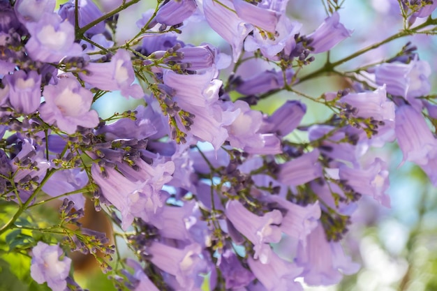 Jacaranda tree flowers