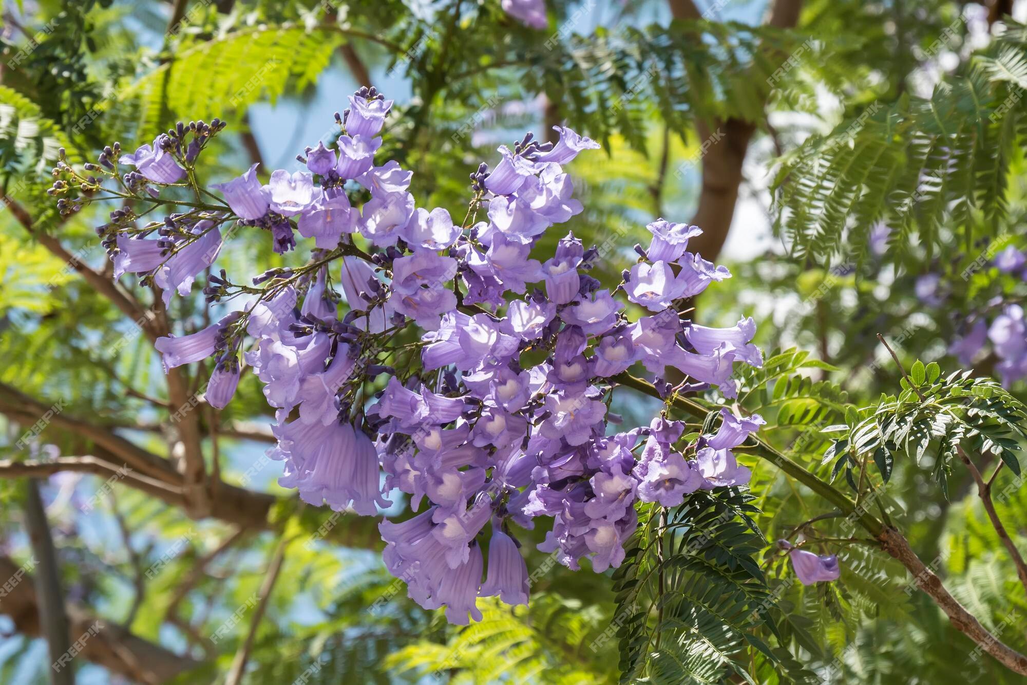 jacaranda tree flower