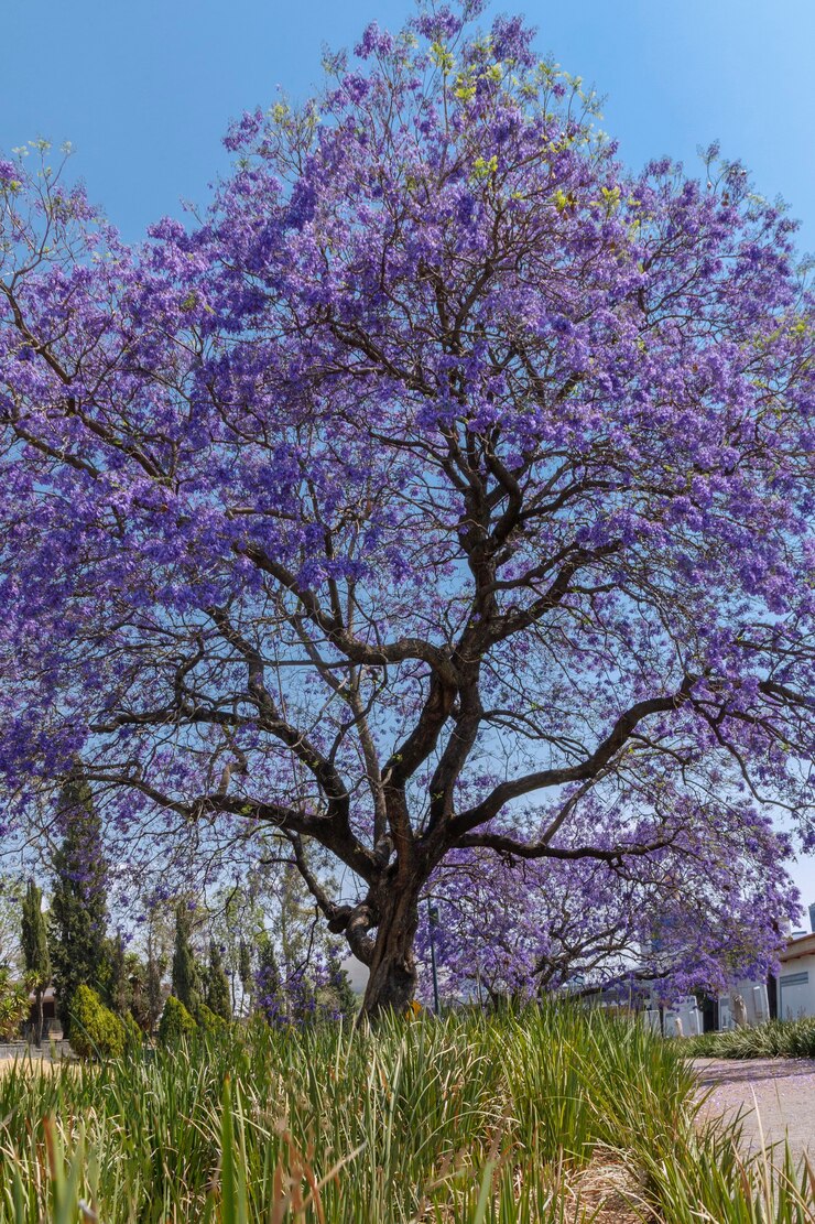 Jacaranda tree in the second section of Chapultepec in Mexico City