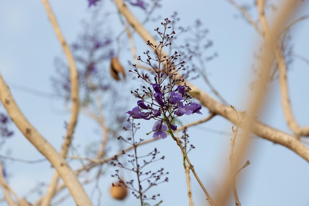 Jacaranda tree with flowers and fruits and the blue sky