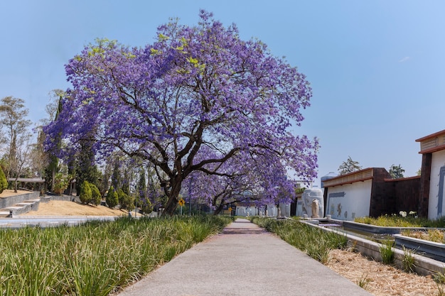 Jacarandaboom langs de straat in het tweede deel van chapultepec