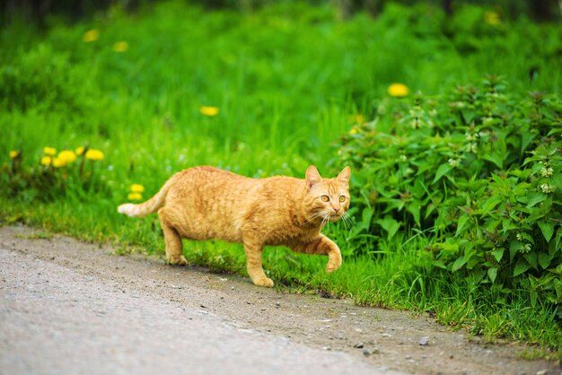 Foto jacht op katten