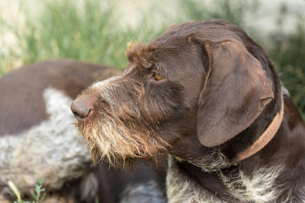 Jachthond rustend op het gras Duitse jachtwaakhond drahthaar